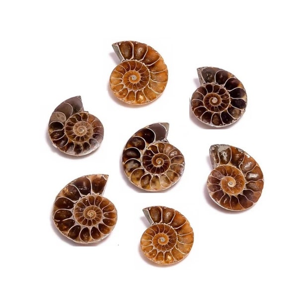 AAA+ Top Quality of Natural Ammonite Fossil Cabochon Loose Gemstone For Making Jewelry, Flatback, Hand Made, Hand Polished Gemstone Lot