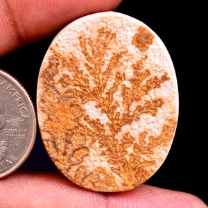 May include: A close-up of a white oval-shaped stone with a brown dendritic pattern. The stone is about the size of a US dollar coin.