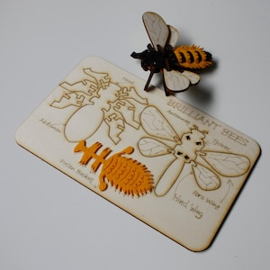 May include: A wooden bee puzzle with the words "Brilliant Bees" and labeled parts. The assembled bee is black, yellow, and tan. The puzzle pieces are tan and orange. The parts are labeled: Head, Antennae, Thorax, Fore Wing, Hind Wing, Abdomen, and Pollen Basket.