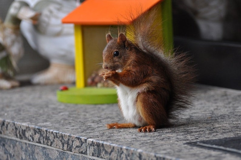 Squirrel feed box feeding house color natural image 3