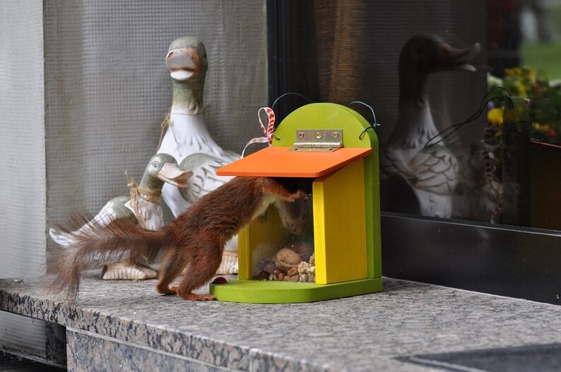 Squirrel feed box feeding house color natural image 4