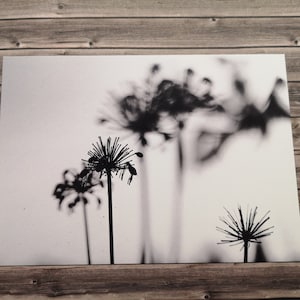 Cartolina dente di leone bianco e nero edizione limitata piccola carta da collezione autunno soffiato dente di leone erba erba prato fiore di cardo fiori