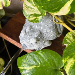 May include: A gray, textured frog statue with water droplets, positioned on a wooden surface, surrounded by green and yellow variegated pothos leaves. A silver tube is directing water towards the frog's mouth. The scene is outdoors.