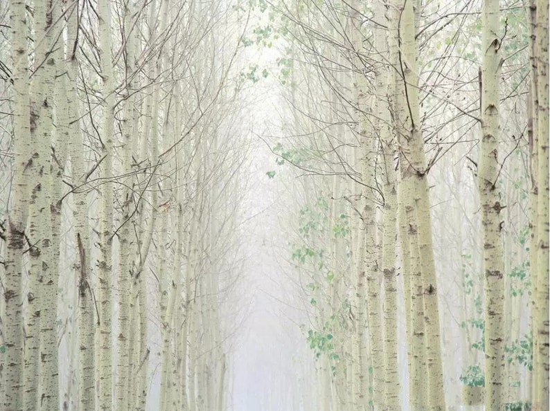 Green Birch Tree Forest Wallpaper Wall Mural Home Decor Etsy