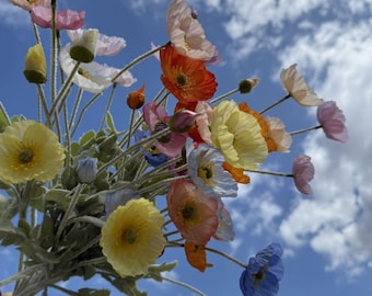 Könnte beinhalten: Ein Strauß bunter Mohnblumen in Rosa, Orange, Gelb und Blau vor einem strahlend blauen Himmel mit flauschigen weißen Wolken. Die Blumen haben zarte Blütenblätter und grüne Stiele, was eine lebendige und fröhliche Darstellung ergibt.