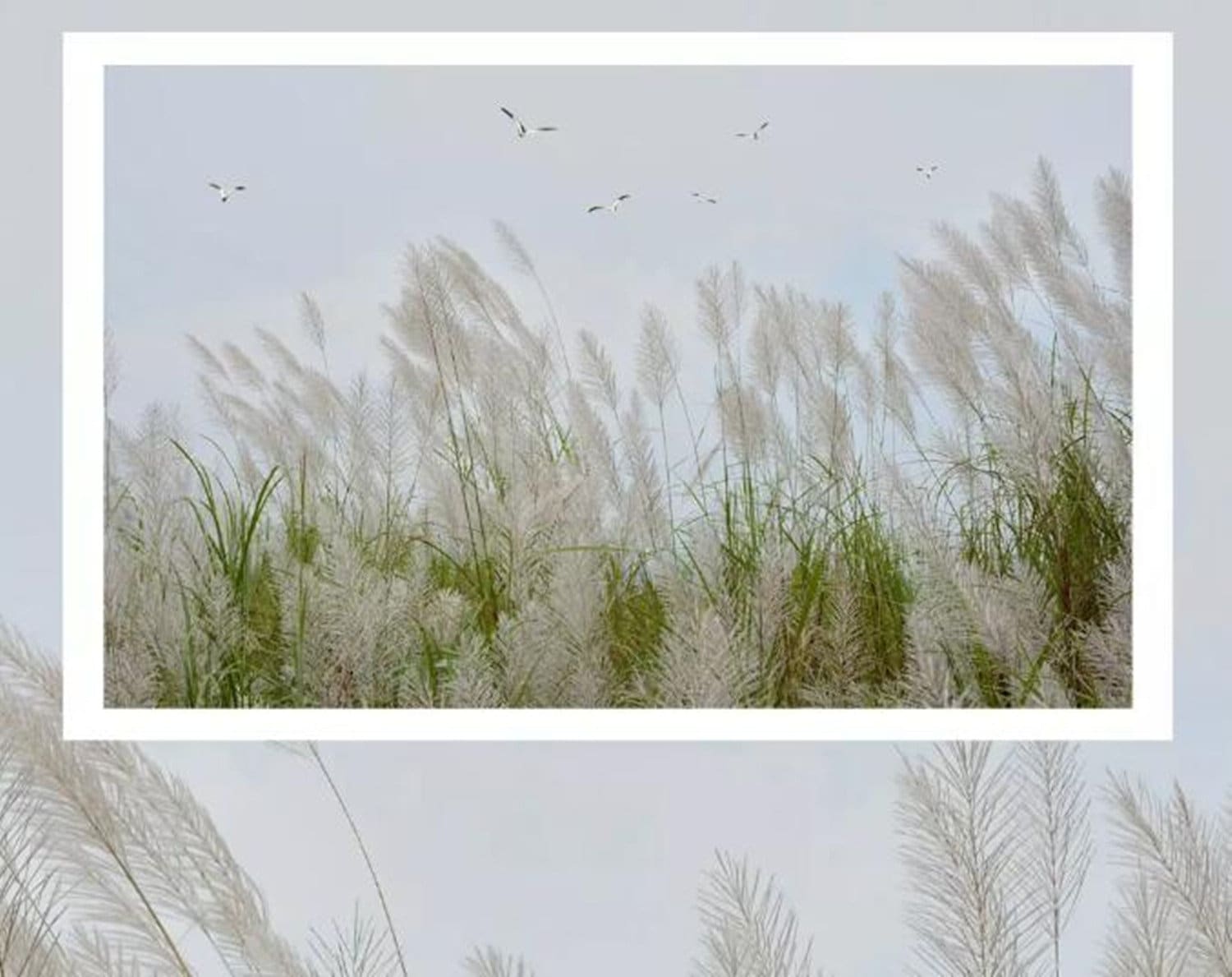 Simple Reed with Wind Wallpaper Wall Mural Beautiful Scenery | Etsy