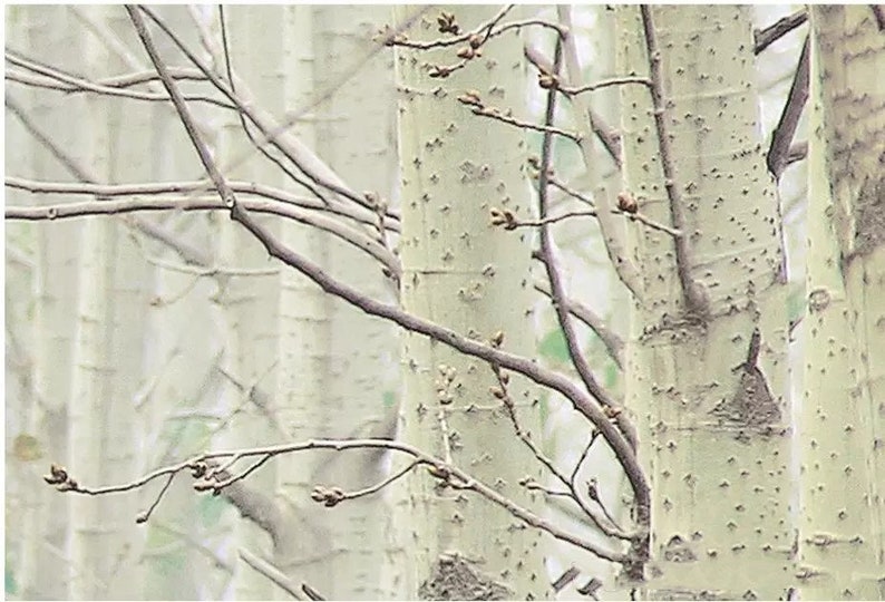 Green Birch Tree Forest Wallpaper Wall Mural Home Decor Etsy