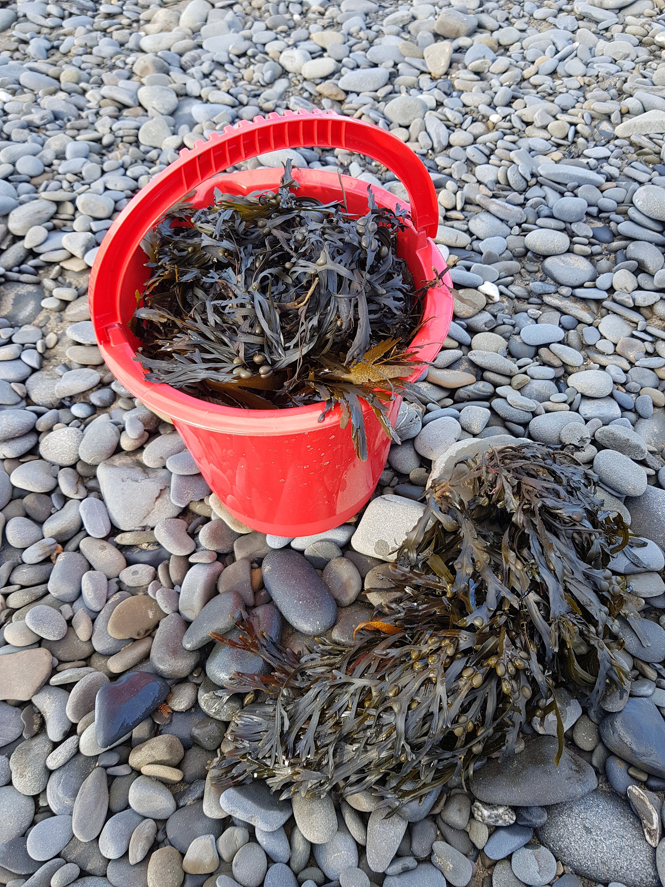 Fresh Organic Seaweed 2.0 Kg. Harvested and Posted the Same Etsy UK
