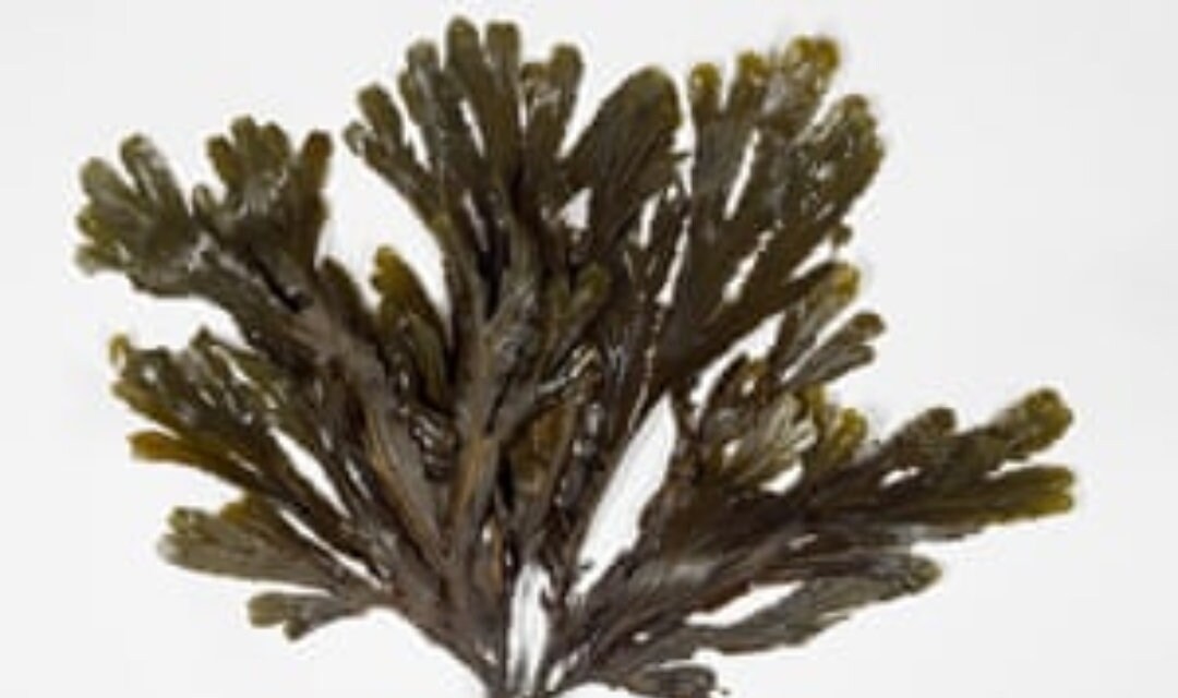 Fresh Organic Seaweed 2.0 Kg. Harvested and Posted the Same Etsy UK