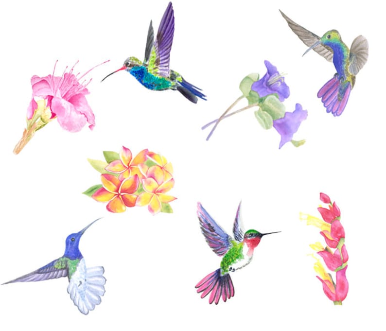 Hummingbird clipart Flowers clipart Watercolor clipart Logo | Etsy