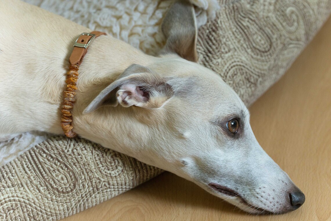 Baltic Amber Collar for Dogs and Cats. Best Natural Protection Etsy