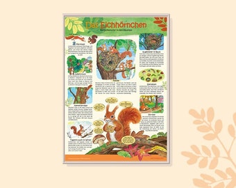 Squirrel Poster for Kids, School and Family