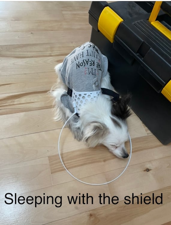 blind dog protector