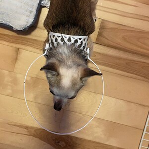 Op de afbeelding: Een kleine hond die een witte plastic kegel om zijn nek draagt. De kegel is ontworpen om te voorkomen dat de hond aan een wond likt of krabt.