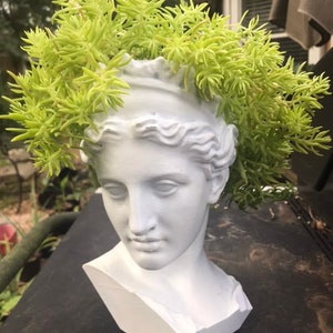 Può includere: Vaso da fiori a forma di busto in gesso bianco con una pianta grassa verde che cresce dalla parte superiore.