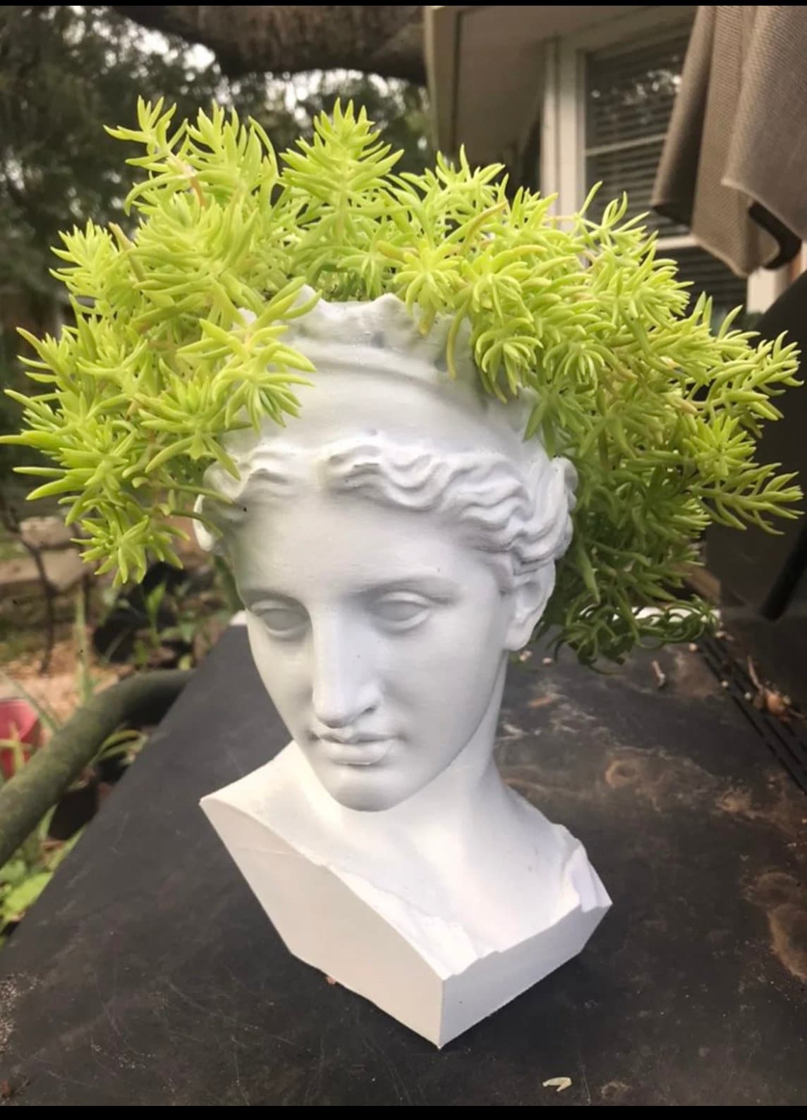 Greek Goddess Plant - Etsy