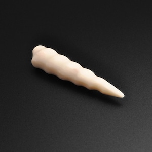 Pode incluir: Uma concha de mar alongada, lisa, de cor branco-creme, com uma ponta pontiaguda. A concha tem uma superfície ligeiramente texturizada e um padrão espiral subtil.