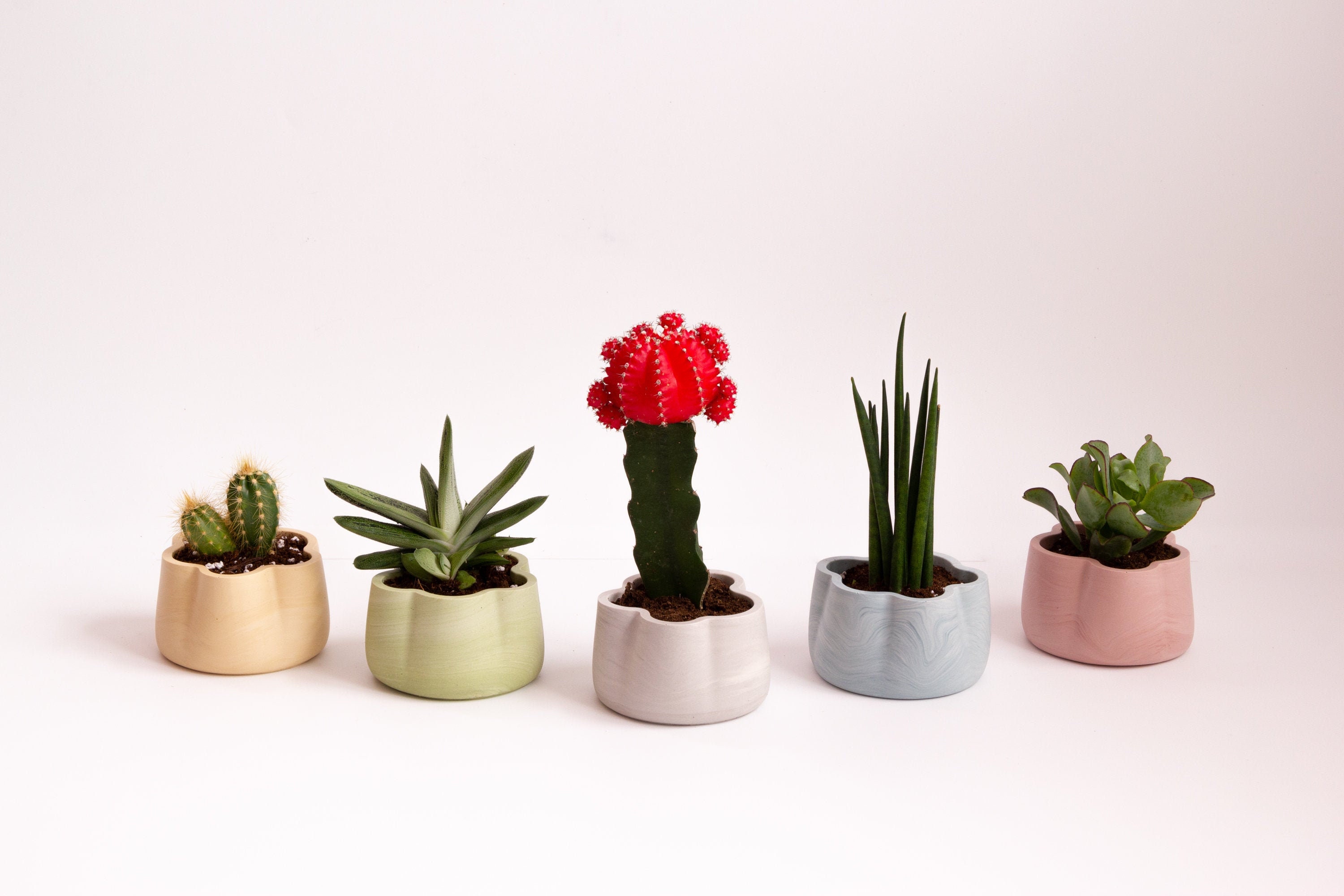 Jardinière de Cactus et Plantes Succulentes d'inspiration Tissu en Ensembles 3 Pièces - Série Couleu