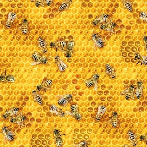 Könnte beinhalten: Nahaufnahme einer Honigwabe mit zahlreichen Bienen. Die Waben sind in einem warmen Gelb gehalten, und die Bienen sind schwarz und gelb gestreift. Die Bienen sind über die Honigwabe verteilt.