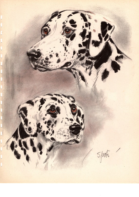 NEW U Dalmatian German MATTED Dog Art Print