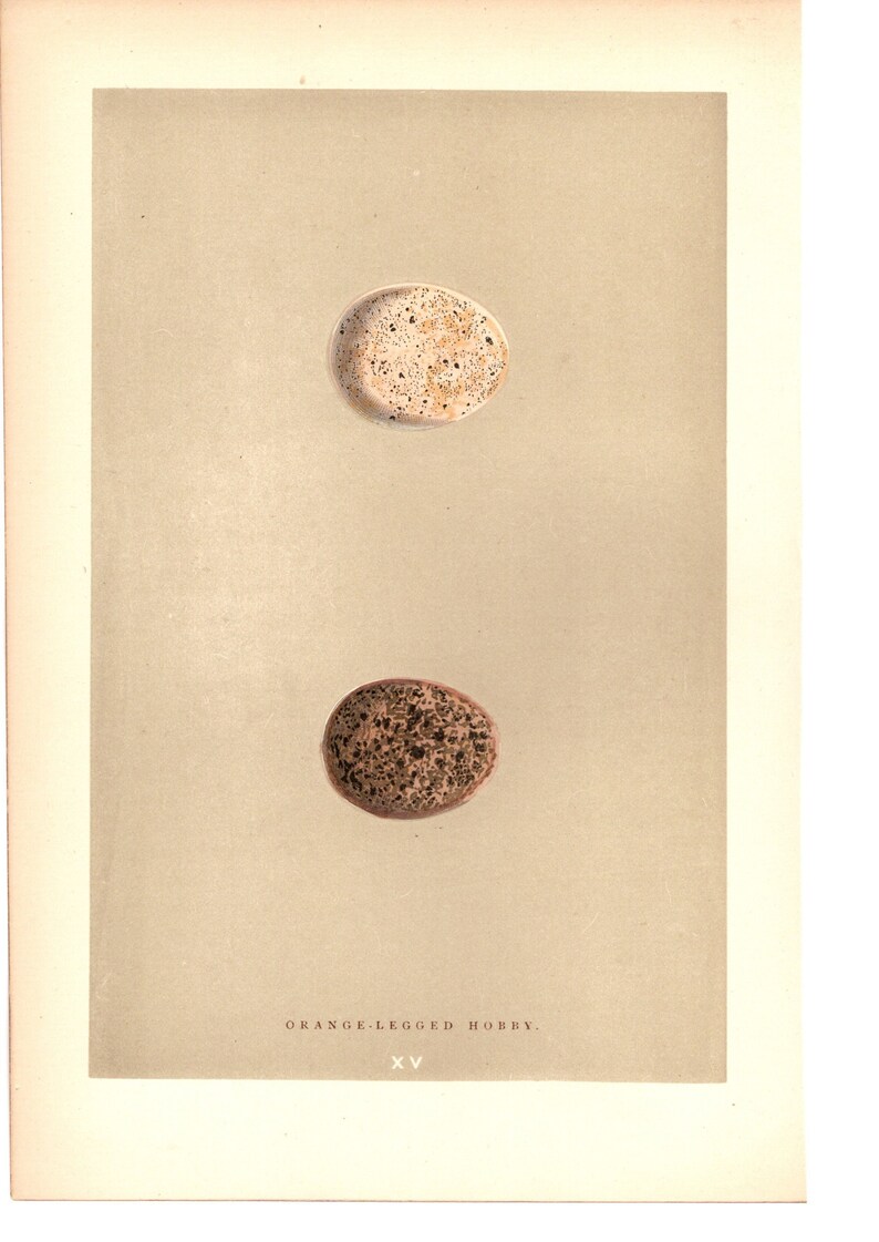 Repro 18th Century Natural History Print of Seashells #12