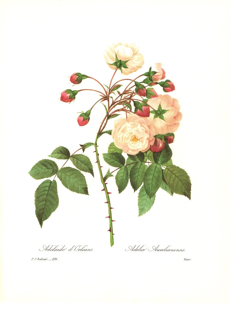 Redoute Vintage Botanical Plate 126 Adelaide D Orleans Pink Etsy