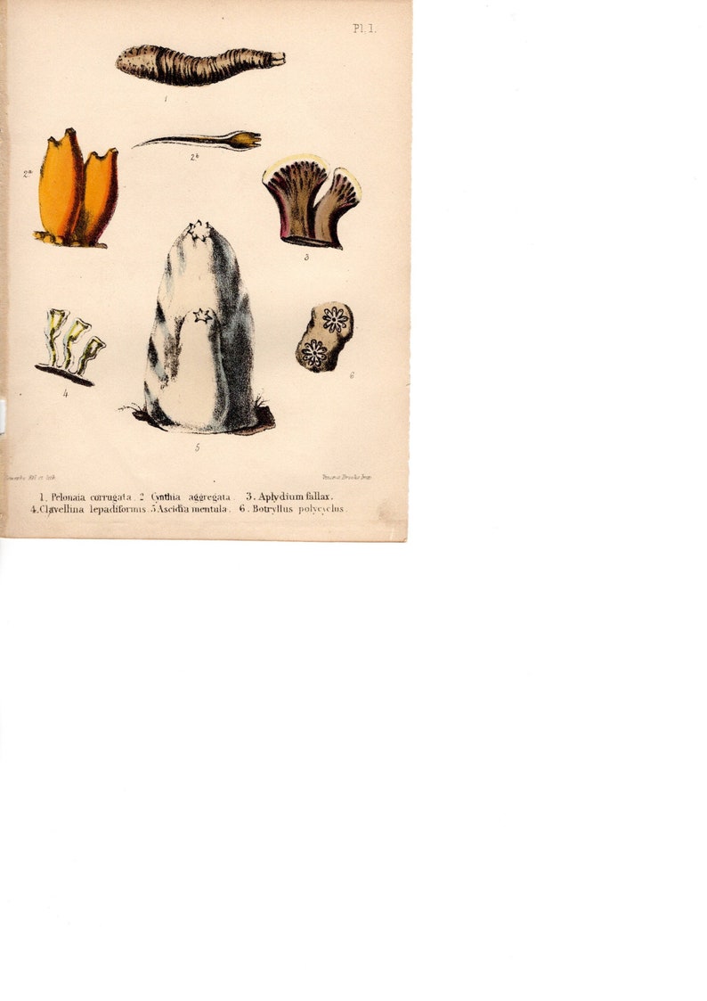 Lederstempel Punzierstempel C366 Punziereisen Leather Stamp