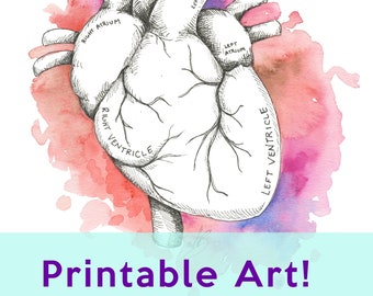 Heart Anatomy Watercolor Art Print, Medical Illustration (Digital Download)