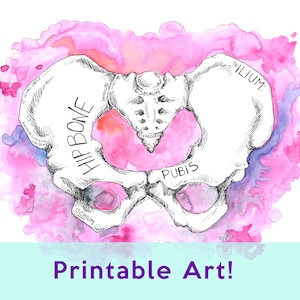 Becken Anatomie Aquarell digitaler Download, Anatomie digitale Kunst, Anatomie Wandkunst, medizinische Wandkunst, Pilates Studio Dekor