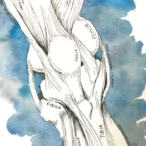 Knee Anatomy Watercolor Anatomy Art Medical Wall Decor Medical Office Decor Pilates Studio Decor Physical Therapy Decor