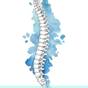 Spine Watercolor Digital Print Anatomy Art Medical Wall Decor Pilates Studio Decor Chiropractor Office Decor