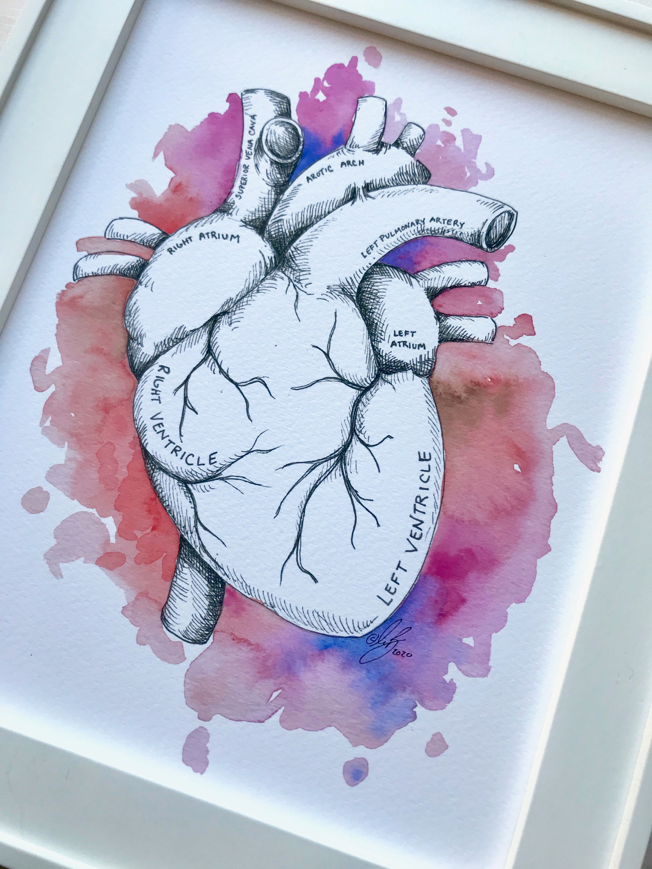 Heart Anatomy Watercolor Art Print, Medical Illustration (digital ...