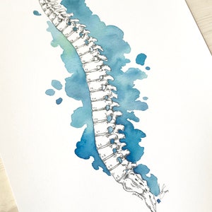 Spine Watercolor Print Anatomy Art Medical Wall Decor Pilates Studio Decor Chiropractor Office Decor