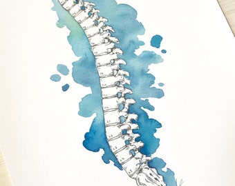 Spine Watercolor Print Anatomy Art Medical Wall Decor Pilates Studio Decor Chiropractor Office Decor