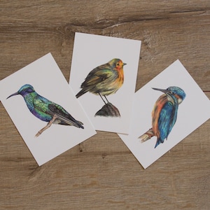 Vögel - Postkarten Set Aquarell Kolibri Eisvogel Rotkehlchen Tiere Postkarte Malerei Illustration