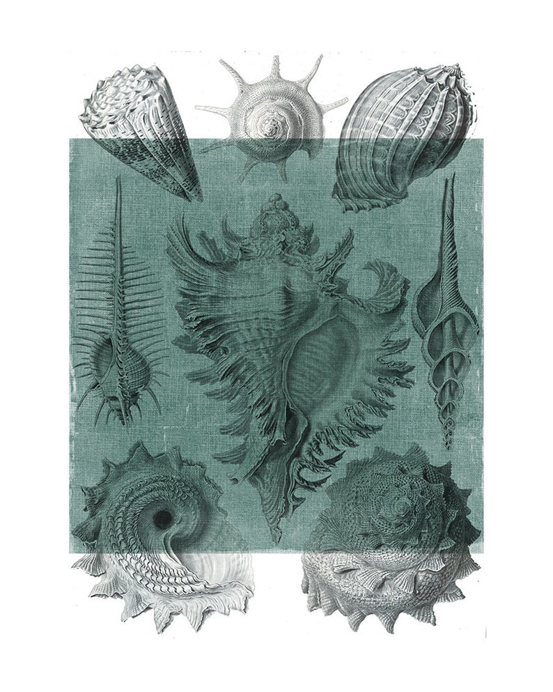 Coastal Set of 3 Bathroom Pictures in Teal Seashells Bathroom Etsy