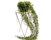 String of Bananas - Senecio Radicans 6 quot large hanging indoor succulent plant