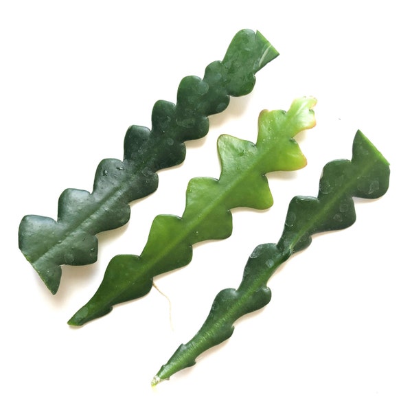 Ric Rac Orchid Cactus - Cryptocereus anthonyanus, plant cuttings **FREE CARE GUIDE**