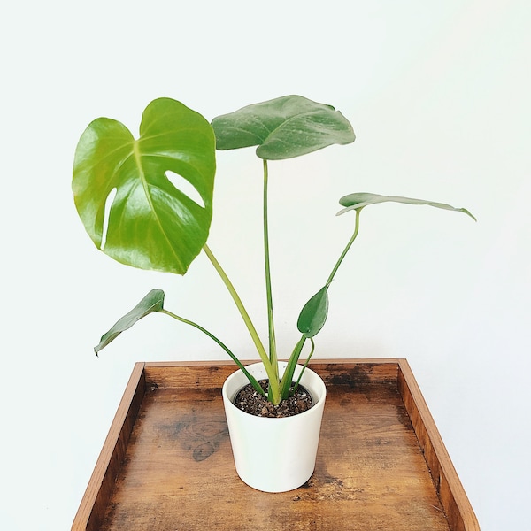 Monstera Deliciosa - Split Leaf Philodendron Live House Plants - Swiss Cheese Plant - tropical plants **FREE CARE GUIDE**
