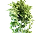 Marble Queen Pothos Plant Cuttings - Epipremnum Aureum, devils ivy, live indoor plants, low light, easy care, hanging planters