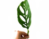Monstera Adansonii - Swiss Cheese Plant Cuttings, live house plants FREE CARE GUIDE
