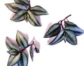 Wandering Jew - live plants, plant cuttings, indoor plants variegated silver and purple leaves, tropical plants FREE CARE GUIDE