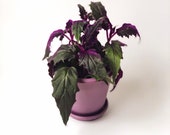 Purple Passion Live House Plant- Gynura aurantiaca Rare plants 4 quot pot FREE CARE GUIDE
