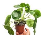 Pilea Peperomioides - Chinese Money Plant - FREE CARE GUIDE - 4 quot pot