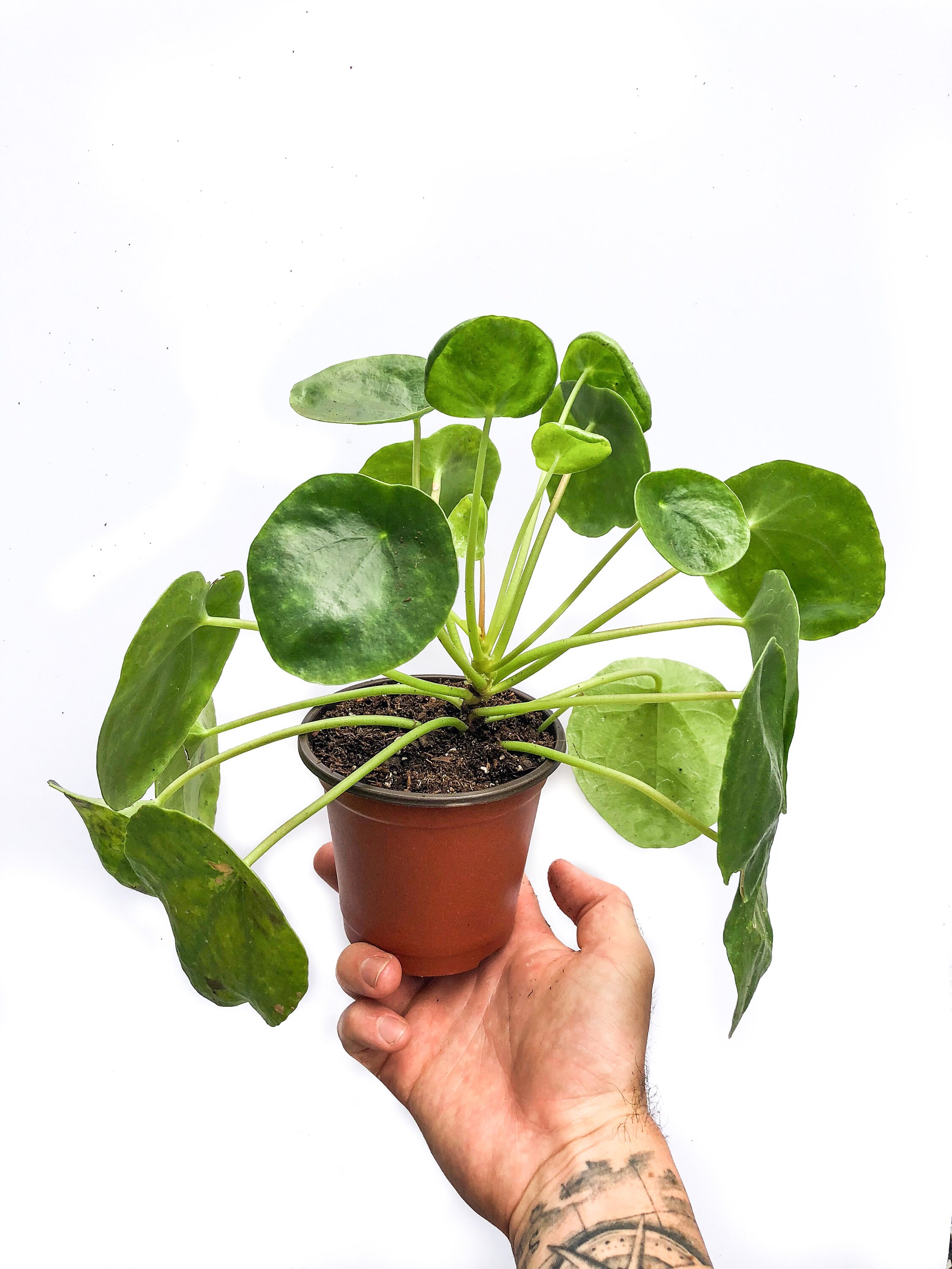 Pilea Peperomioides Chinese Money Plant FREE CARE