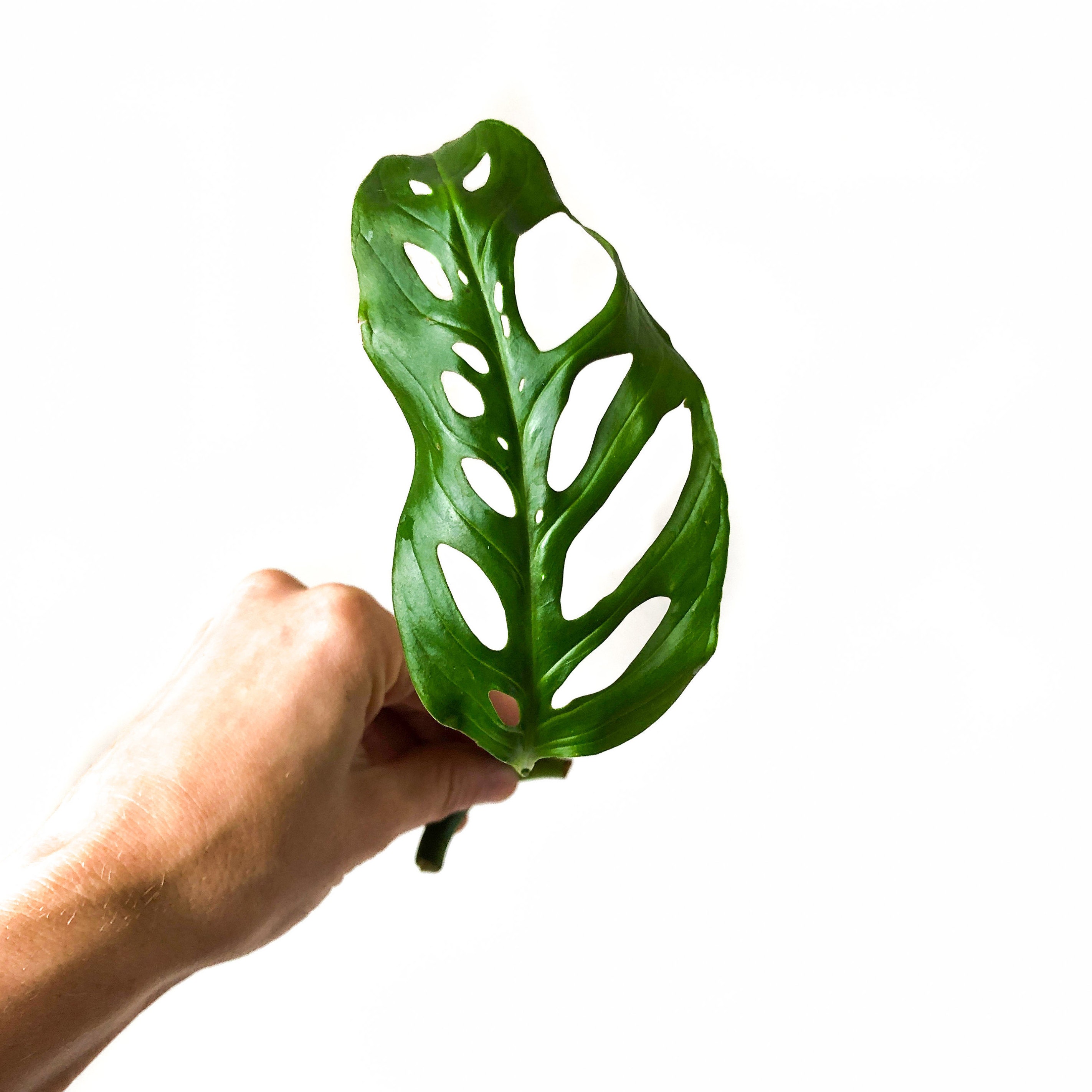Monstera Adansonii Swiss Cheese Plant Cuttings, live