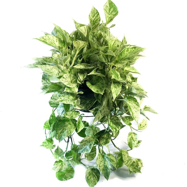 Marble Queen Pothos Plant Cuttings - Epipremnum Aureum, devils ivy,  live indoor plants, low light, easy care, hanging planters