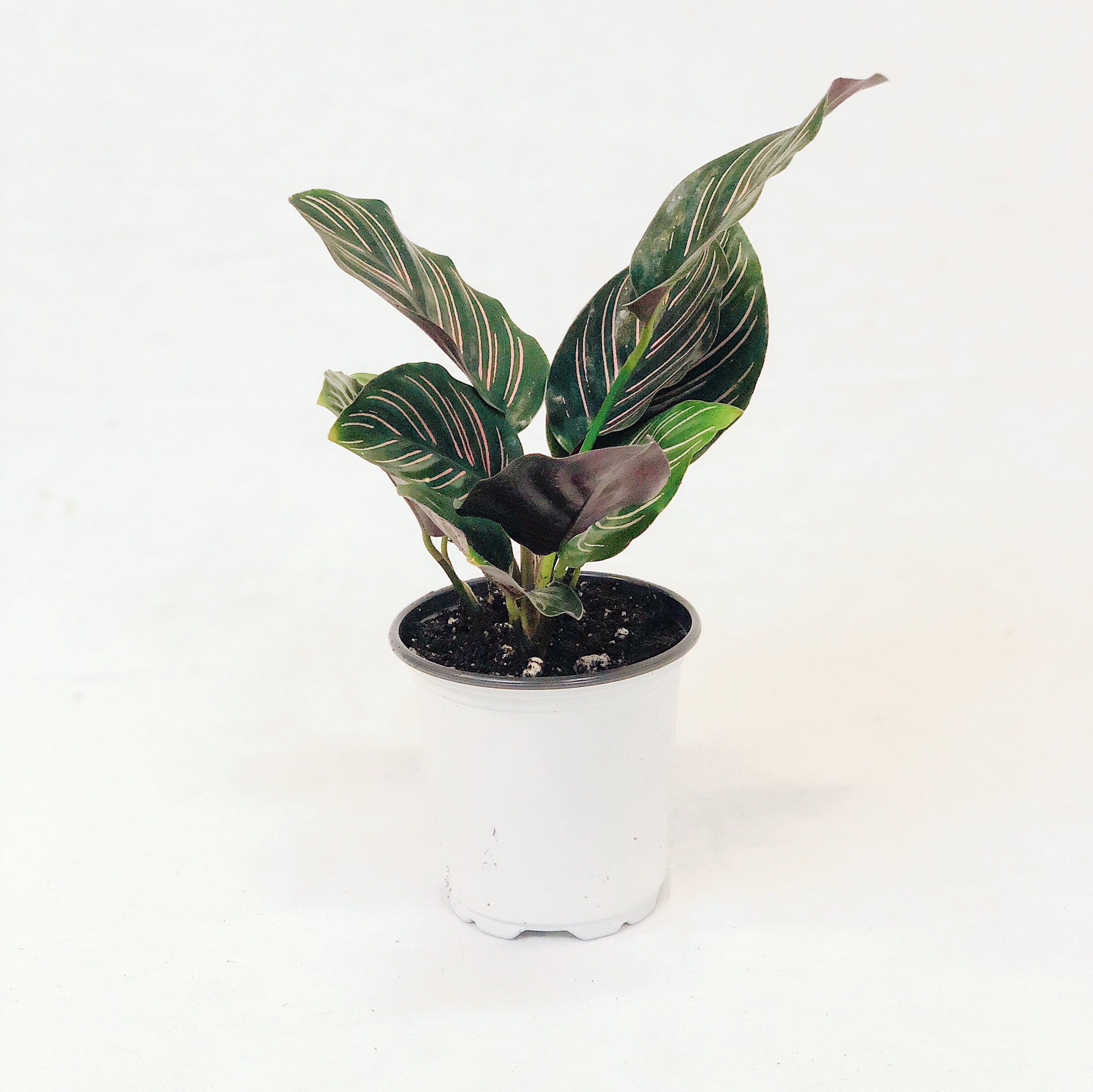 Calathea Ornata - Pinstripe Calathea Prayer Plant *FREE ...