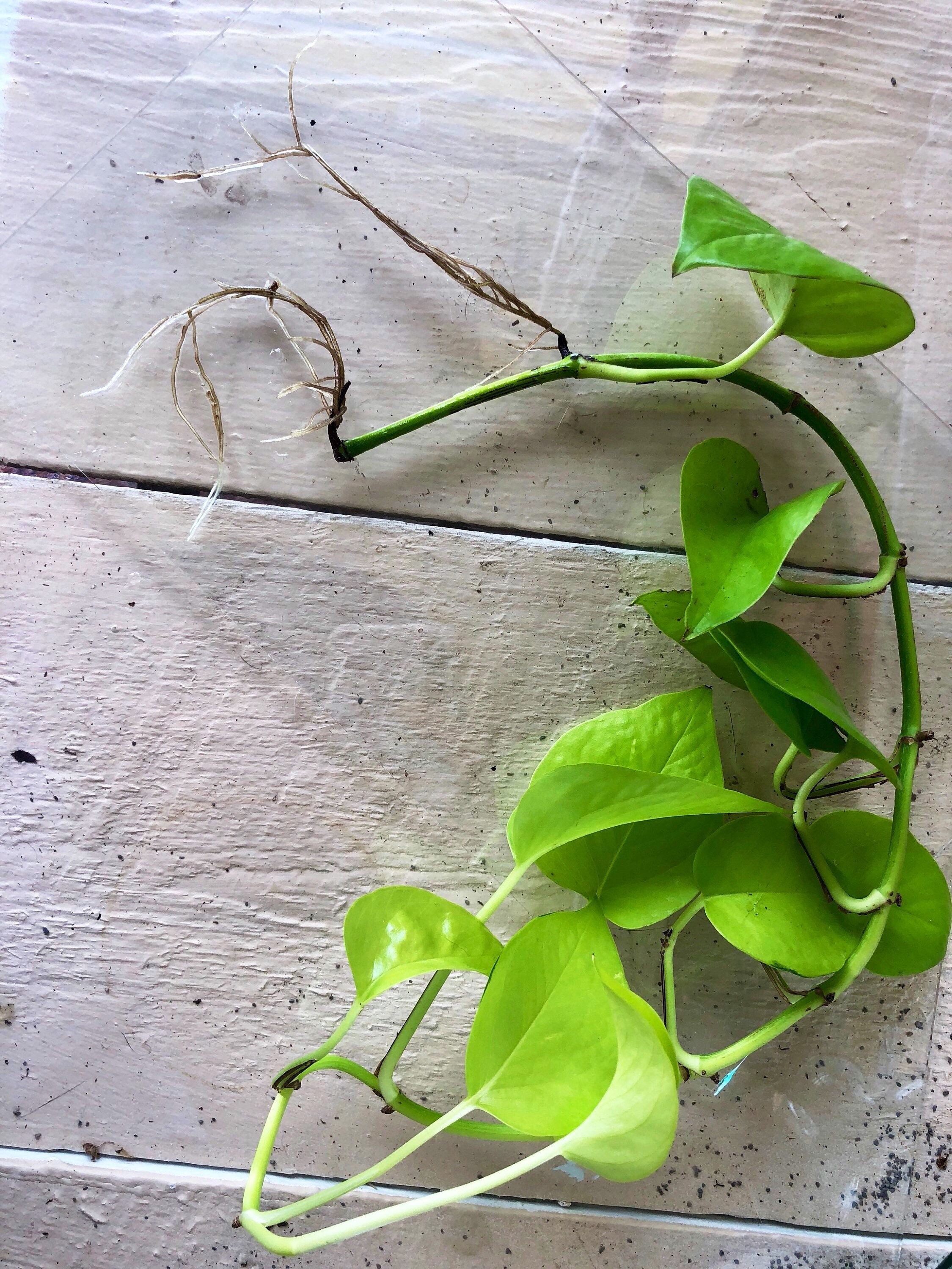 Neon Pothos Plant Cuttings <strong>FREE CARE GUIDE</strong> air