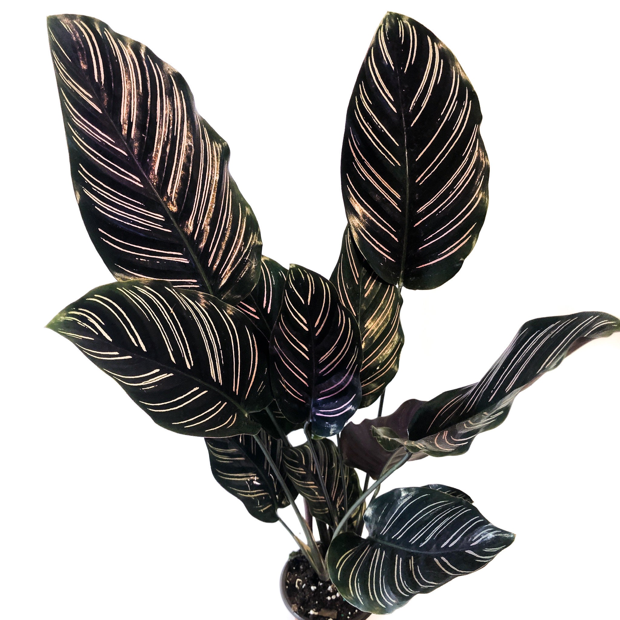 Calathea Ornata Large - Pinstripe Prayer Plant